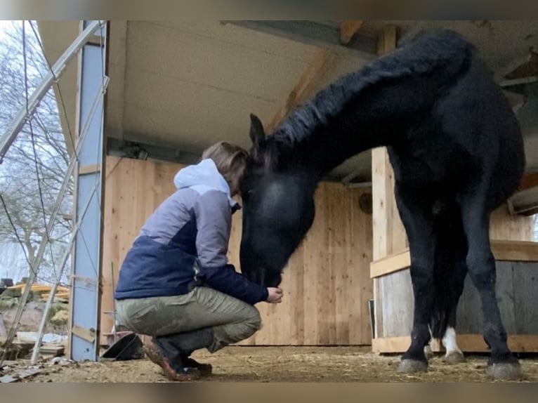 Other Warmbloods Gelding 6 years 15,3 hh Black in Teuven