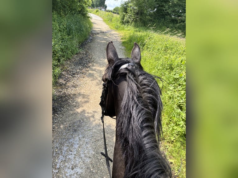 Other Warmbloods Gelding 6 years 15,3 hh Black in Teuven