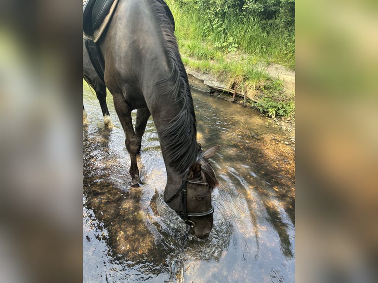 Other Warmbloods Gelding 6 years 15,3 hh Black in Teuven