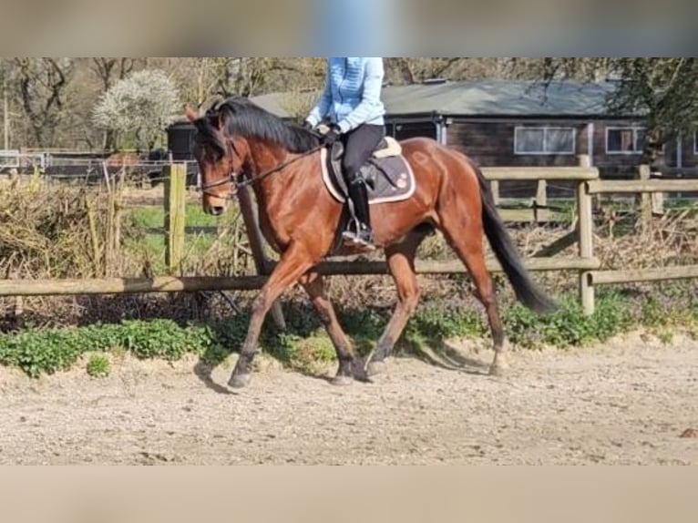 Other Warmbloods Gelding 6 years 16.1 hh Brown in Wachtendonk