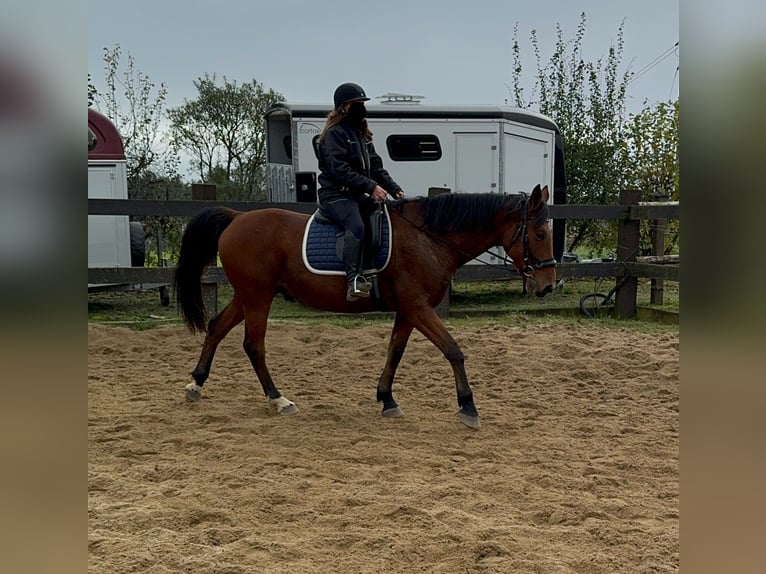 Other Warmbloods Gelding 6 years 16,1 hh Brown in Daleiden