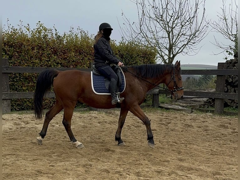 Other Warmbloods Gelding 6 years 16,1 hh Brown in Daleiden