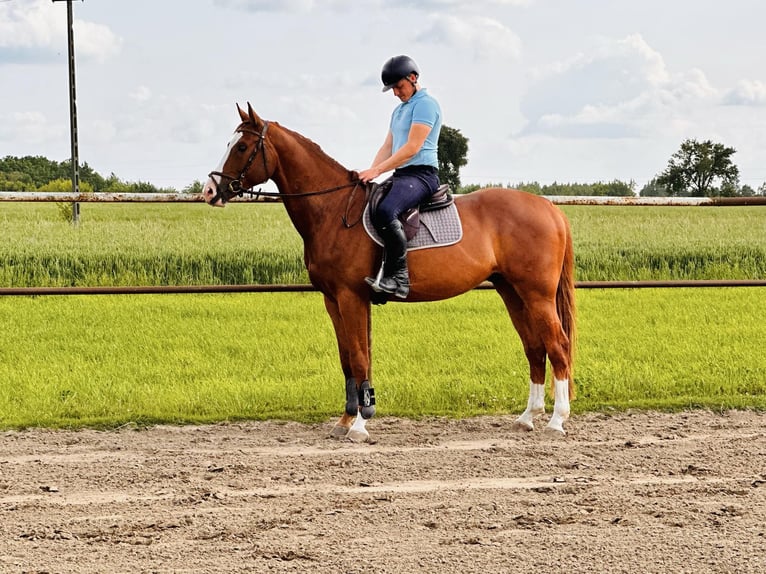 Other Warmbloods Gelding 6 years 16.1 hh Chestnut-Red in Różan
