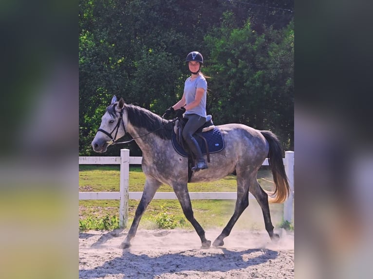 Other Warmbloods Gelding 6 years 16.1 hh Grey in Mokrzyska