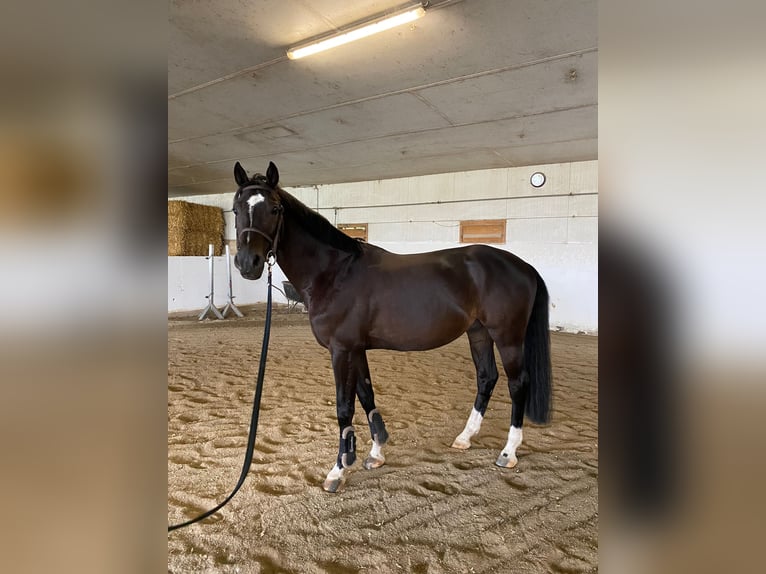 Other Warmbloods Gelding 6 years 16,2 hh Black in Eggelsberg