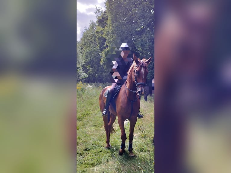 Other Warmbloods Gelding 6 years 16.3 hh Chestnut in Werpeloh