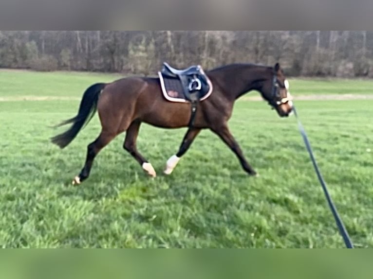 Other Warmbloods Gelding 6 years 16 hh Brown in Hofgeismar