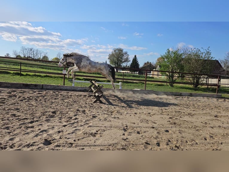 Other Warmbloods Mix Gelding 6 years 16 hh Overo-all-colors in Palterndorf