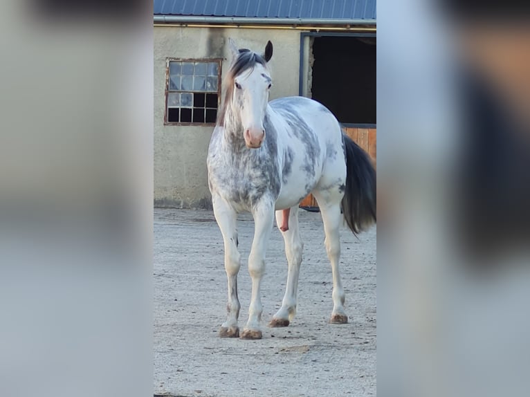 Other Warmbloods Mix Gelding 6 years 16 hh Overo-all-colors in Palterndorf