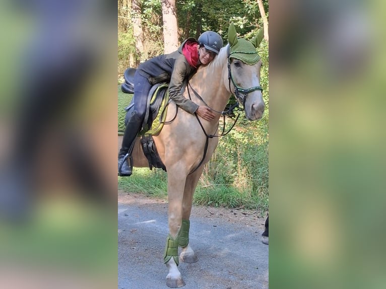 Other Warmbloods Gelding 6 years 16 hh Palomino in Obertshausen