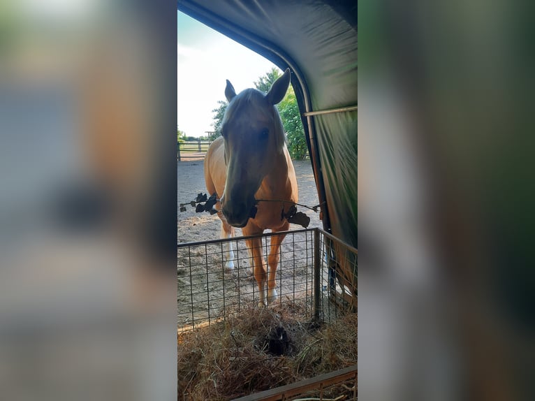 Other Warmbloods Gelding 6 years 16 hh Palomino in Obertshausen