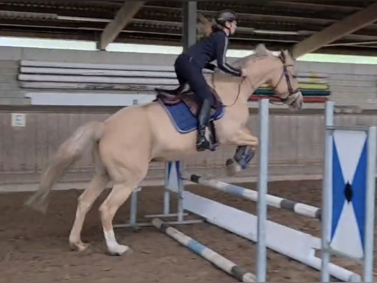 Other Warmbloods Gelding 6 years 16 hh Palomino in Wallenhorst
