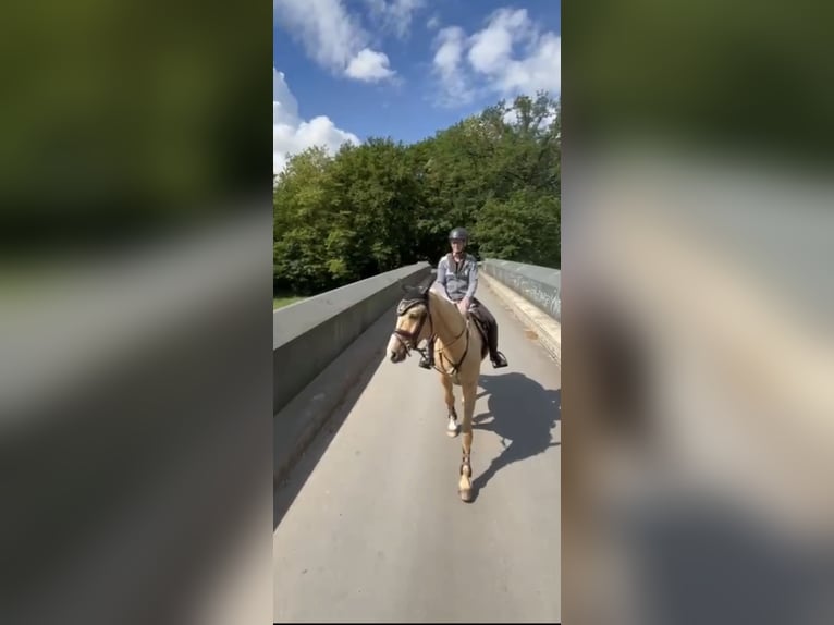 Other Warmbloods Gelding 6 years 16 hh Palomino in Wallenhorst