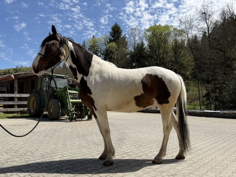 Other Warmbloods Mix Gelding 6 years 16 hh Pinto in Ruhmannsfelden