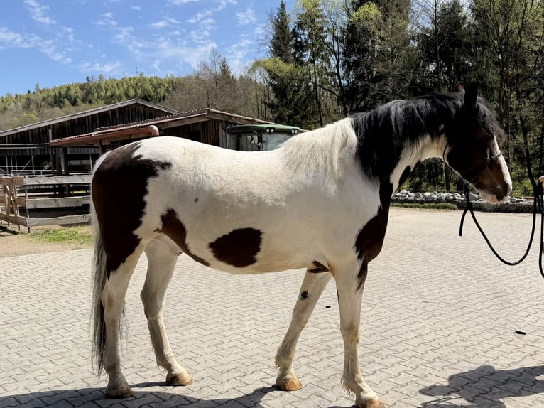 Other Warmbloods Mix Gelding 6 years 16 hh Pinto in Ruhmannsfelden