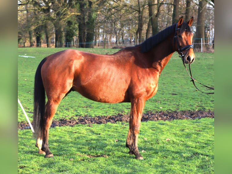 Other Warmbloods Gelding 6 years 16,1 hh Brown in Wachtendonk