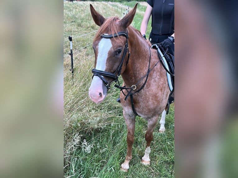 Other Warmbloods Gelding 6 years 16,1 hh Chestnut-Red in Wallmenroth