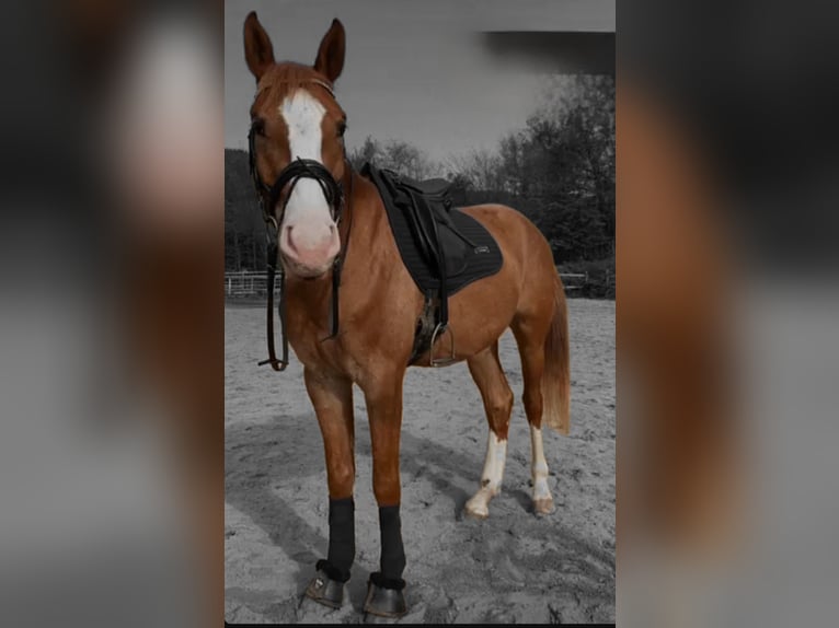 Other Warmbloods Gelding 6 years 16,1 hh Chestnut-Red in Wallmenroth