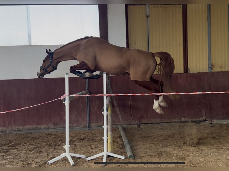 Other Warmbloods Gelding 6 years 16,1 hh Chestnut-Red in Różan