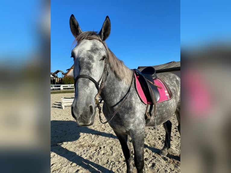 Other Warmbloods Gelding 6 years 16,1 hh Gray in Ligist Other Warmbloods Gelding 6 years 16,1 hh Gray in Ligist