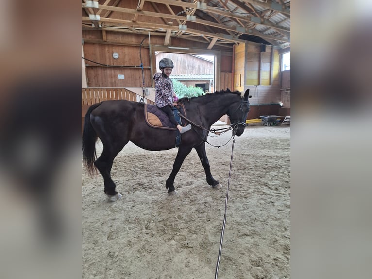 Other Warmbloods Gelding 6 years 16,1 hh Grey in Ligist