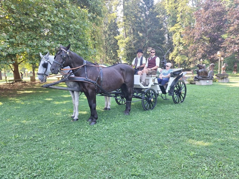 Other Warmbloods Gelding 6 years 16,1 hh Grey in Ligist