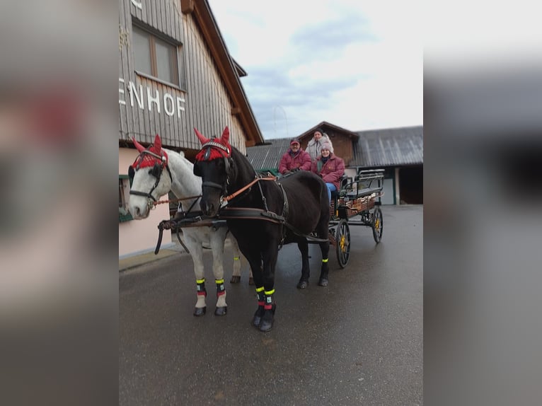 Other Warmbloods Gelding 6 years 16,1 hh Grey in Ligist