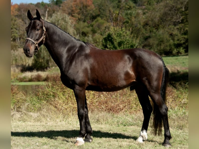 Other Warmbloods Gelding 6 years 16,2 hh Bay in Lebanon NJ
