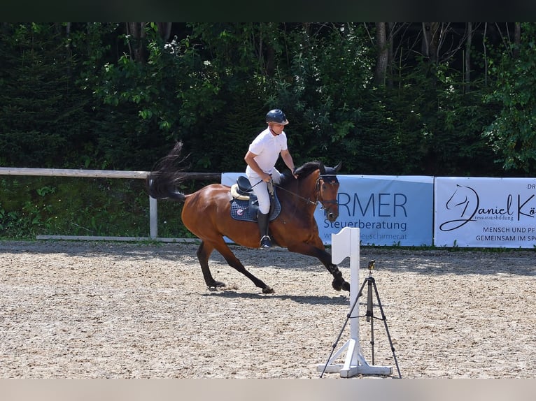 Other Warmbloods Mix Gelding 6 years 16,2 hh Brown in Mittenwald