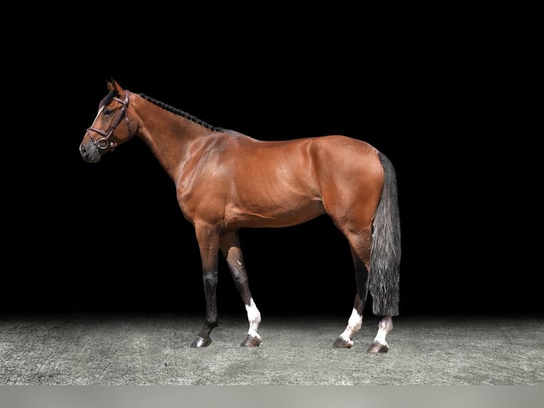 Other Warmbloods Gelding 6 years 16,2 hh Brown in Z&#xFC;lpich
