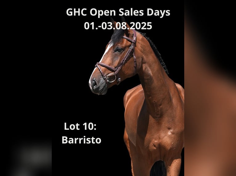 Other Warmbloods Gelding 6 years 16,2 hh Brown in Z&#xFC;lpich