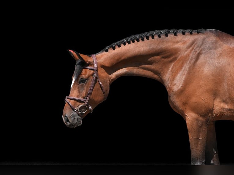 Other Warmbloods Gelding 6 years 16,2 hh Brown in Z&#xFC;lpich
