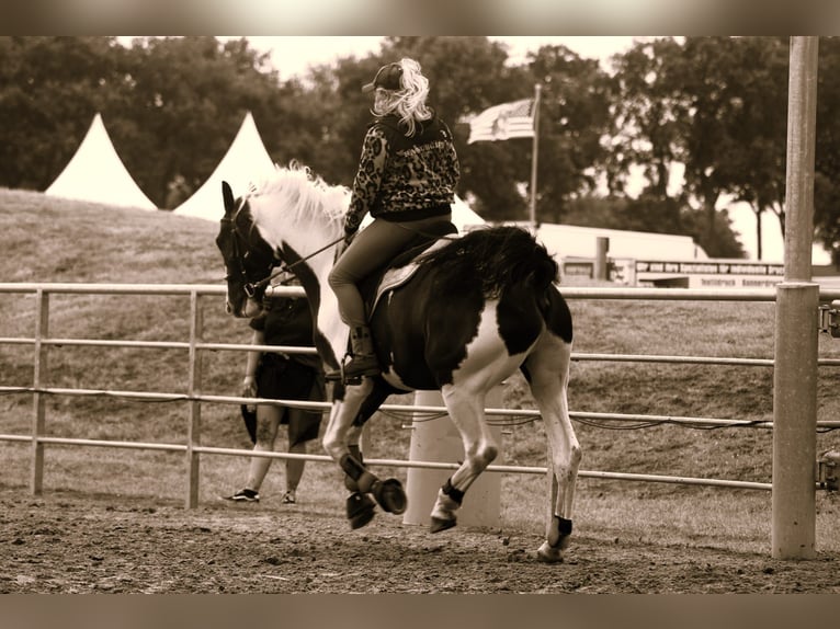 Other Warmbloods Gelding 6 years 16,2 hh Pinto in B&#xFC;ckeburg Evesen