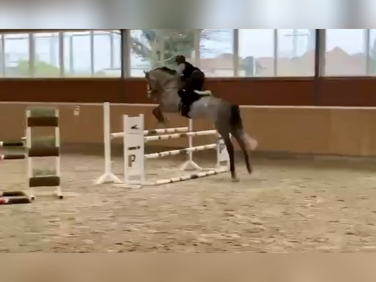 Other Warmbloods Gelding 6 years 17,3 hh Grey-Dapple in Pelmberg