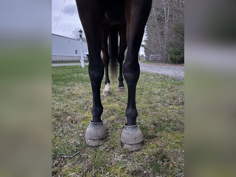 Other Warmbloods Gelding 6 years 17 hh Bay in Plympton