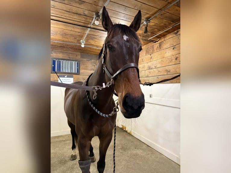 Other Warmbloods Gelding 6 years 17 hh Bay in Plympton