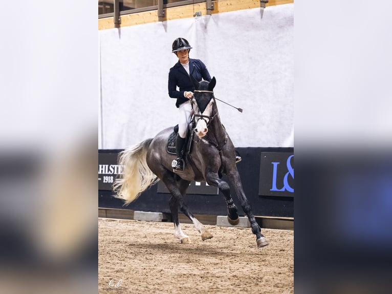 Other Warmbloods Gelding 6 years 17 hh Grey in Muurame