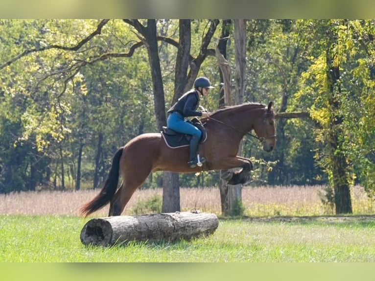 Other Warmbloods Mix Gelding 6 years 17,1 hh Bay in Clover