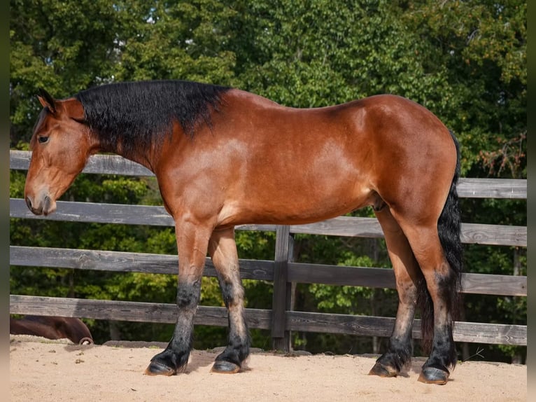 Other Warmbloods Mix Gelding 6 years 17,1 hh Bay in Clover