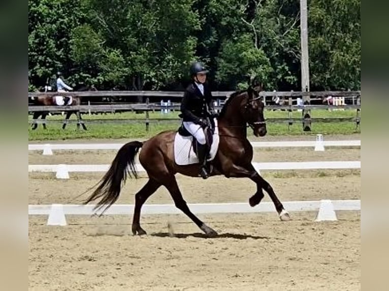 Other Warmbloods Gelding 6 years Bay in Lebanon