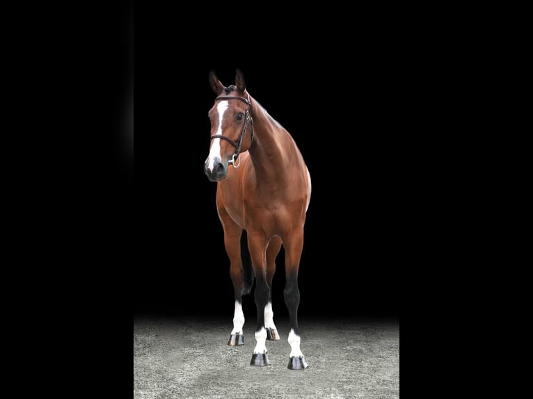 Other Warmbloods Gelding 6 years Brown in Z&#xFC;lpich