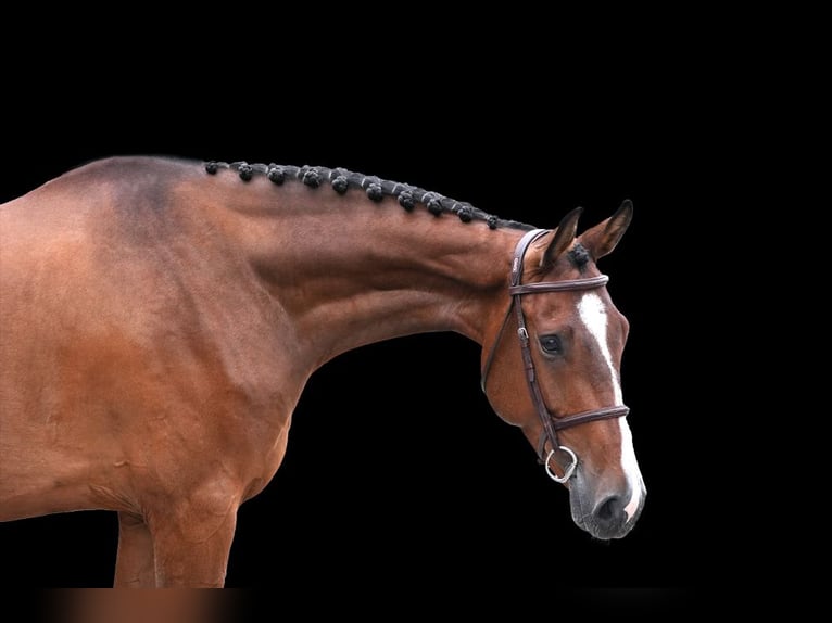 Other Warmbloods Gelding 6 years Brown in Z&#xFC;lpich