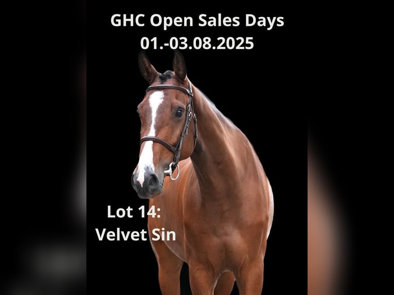 Other Warmbloods Gelding 6 years Brown in Z&#xFC;lpich