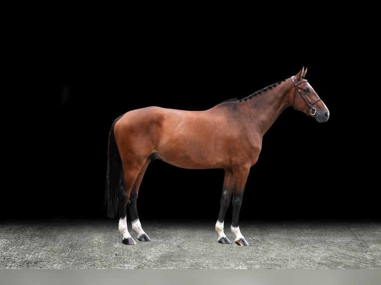 Other Warmbloods Gelding 6 years Brown in Z&#xFC;lpich