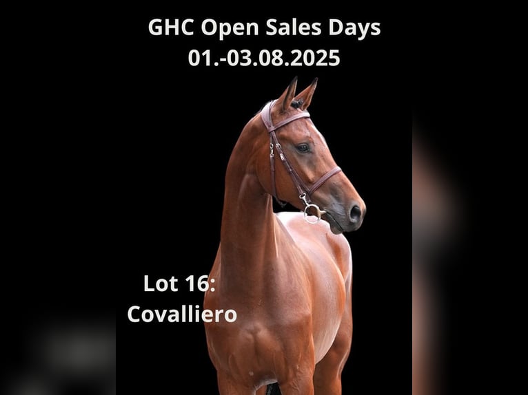 Other Warmbloods Gelding 6 years Brown in Z&#xFC;lpich