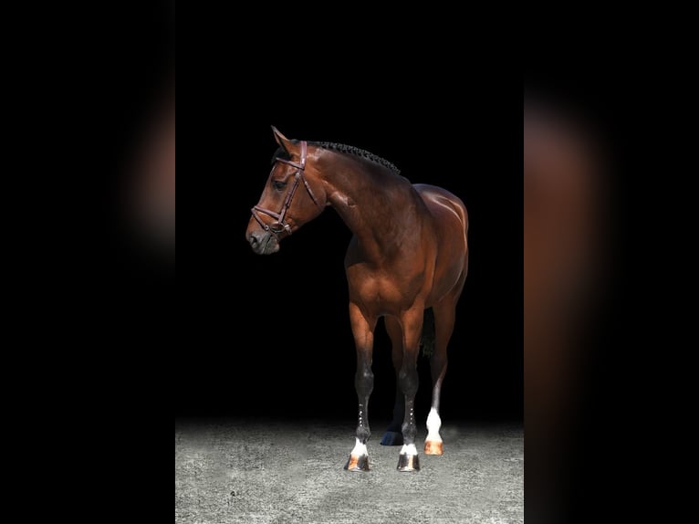 Other Warmbloods Gelding 6 years Brown in Z&#xFC;lpich
