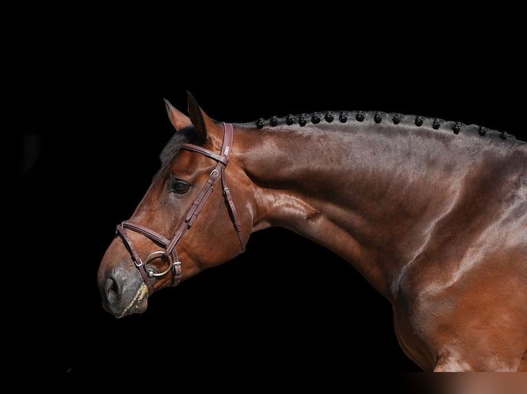 Other Warmbloods Gelding 6 years Brown in Z&#xFC;lpich