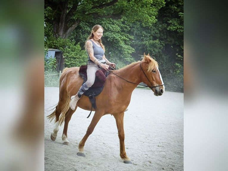 Other Warmbloods Gelding 7 years 15.1 hh Chestnut-Red in Dasing