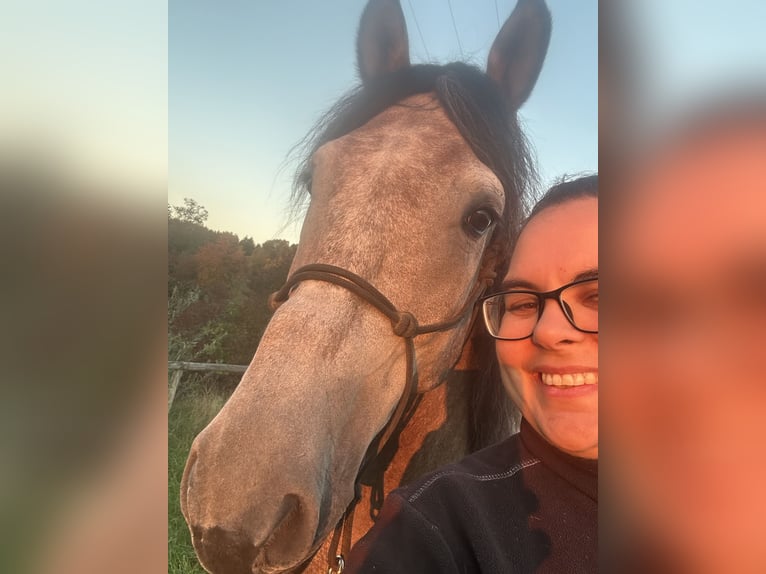 Other Warmbloods Gelding 7 years 15.1 hh Grey-Dapple in Rain