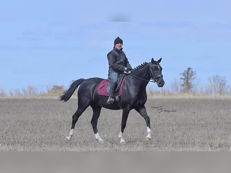 Other Warmbloods Gelding 7 years 15.2 hh Black in Fairbank IA